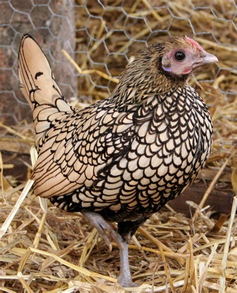 rare american breed of bantam chicken